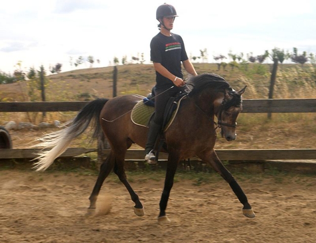  Practicing with the horse 